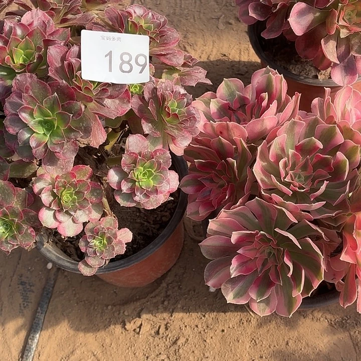 189号一物一拍两颗法师