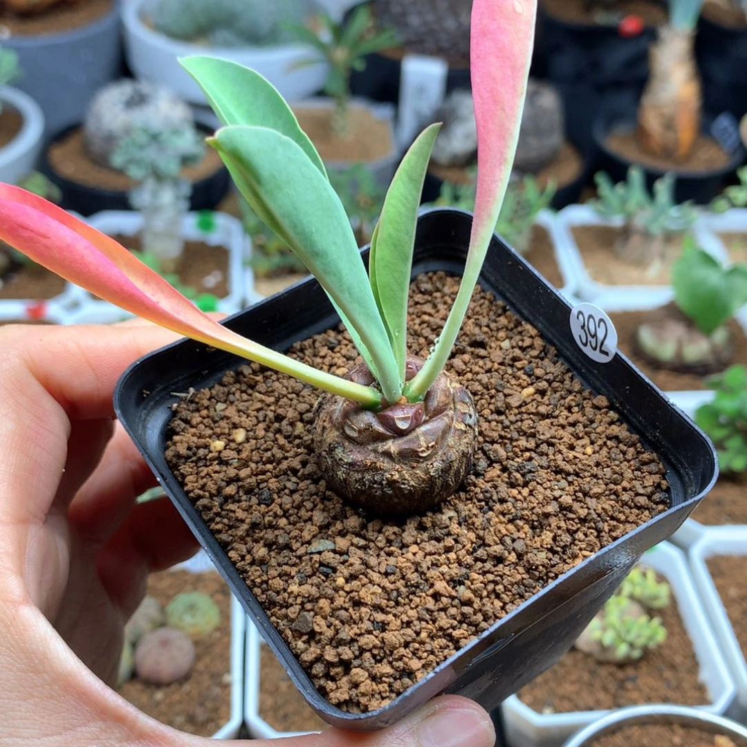 铁甲丸带盆多肉实生