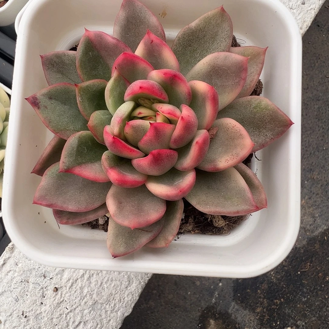 今***时多肉植物多肉植物