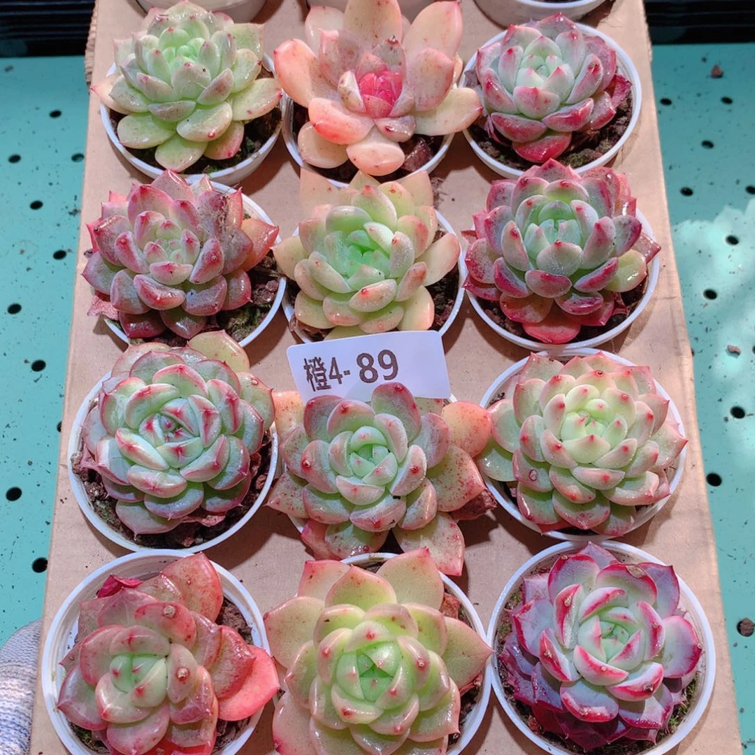 4-89一物一拍多肉带盆18颗