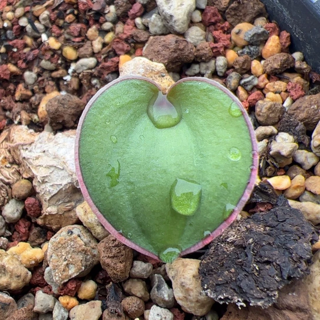 0228号爱心雾冰玉 多肉植物