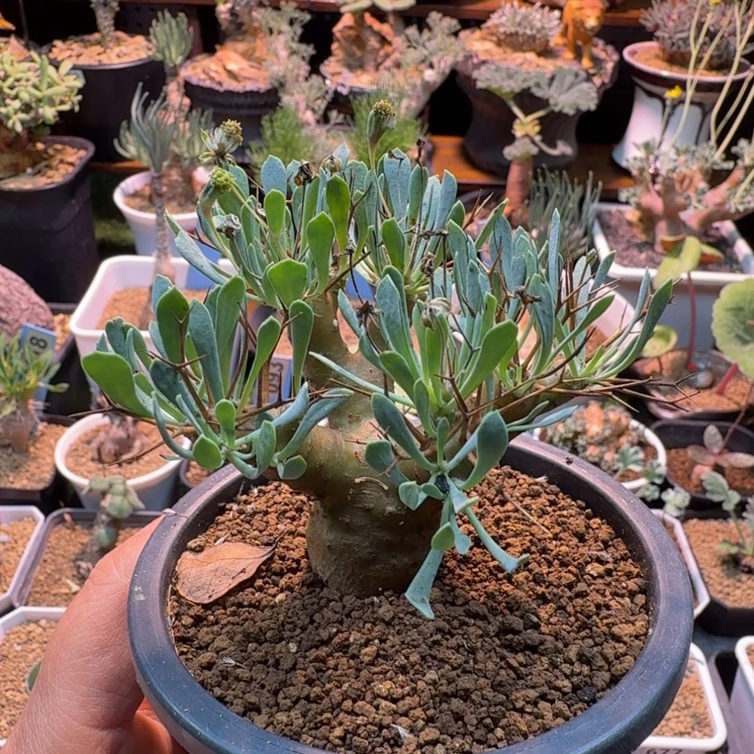 黑鬼殿101(脱土发)