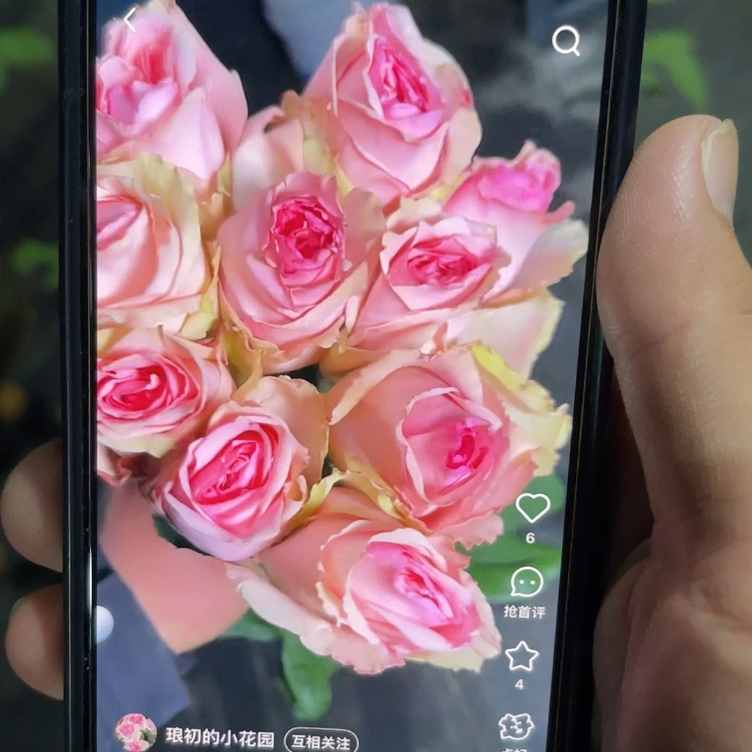 无花朵———-读心术月季