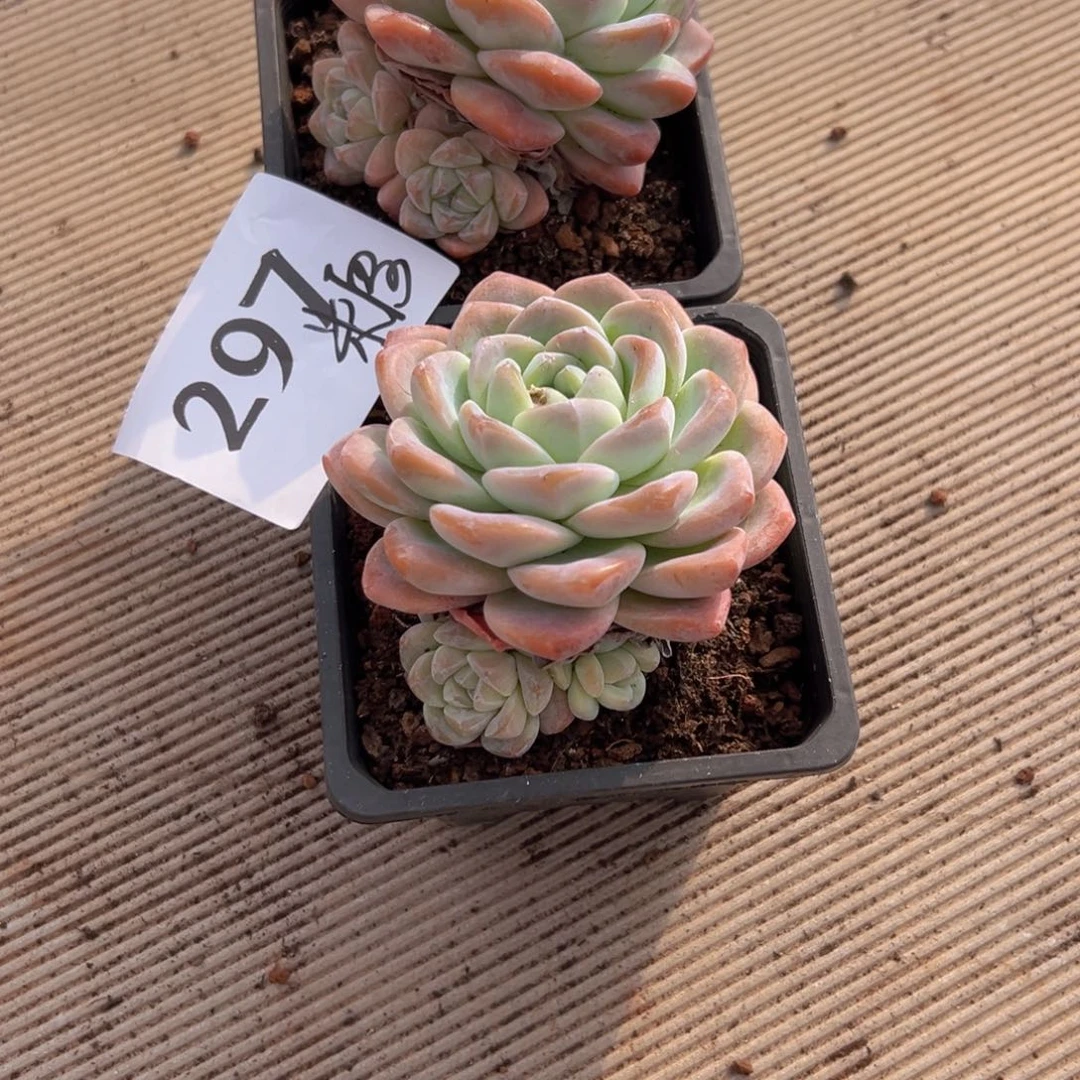 苦***糖297、个z后续表现吧