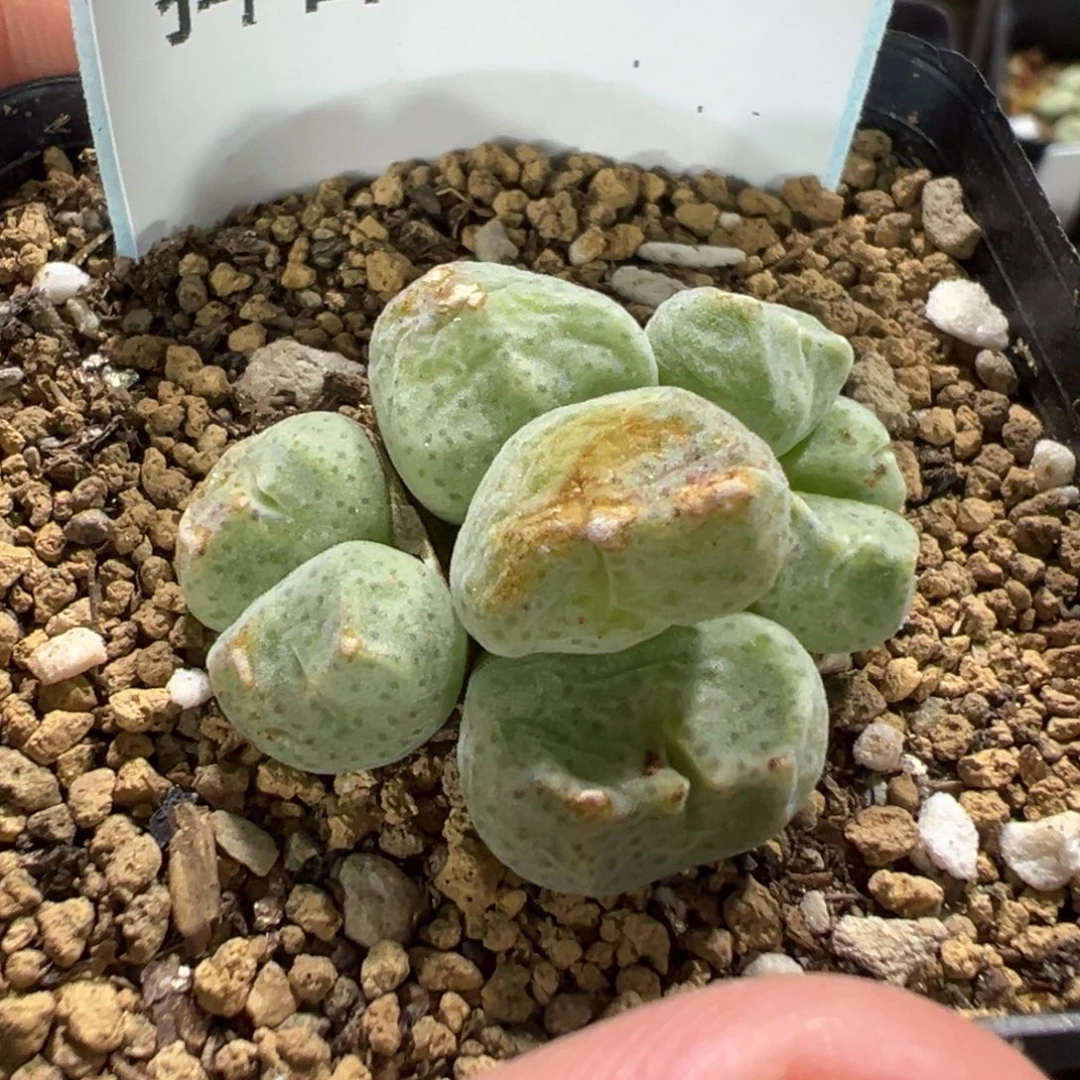 Q***n14-119肉锥多肉植物