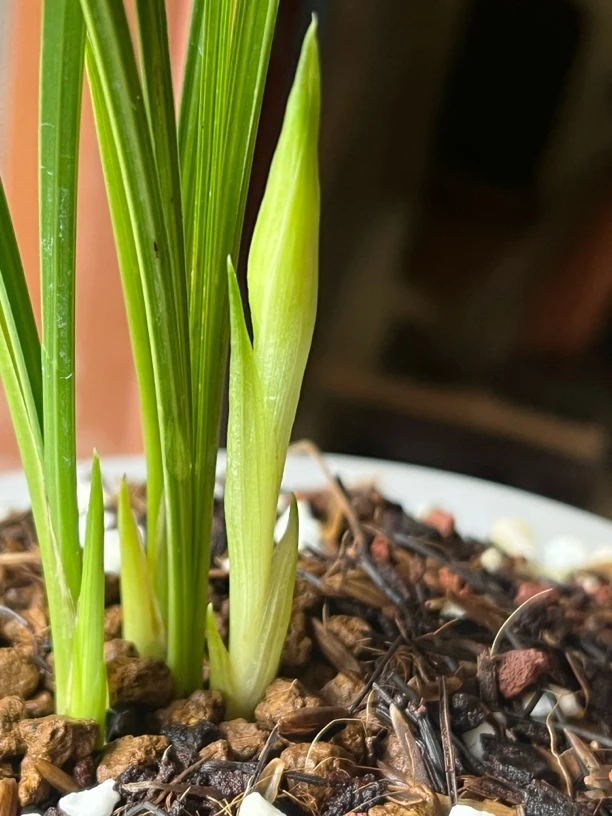 春兰花苞，一物一拍，自行下单不发货！