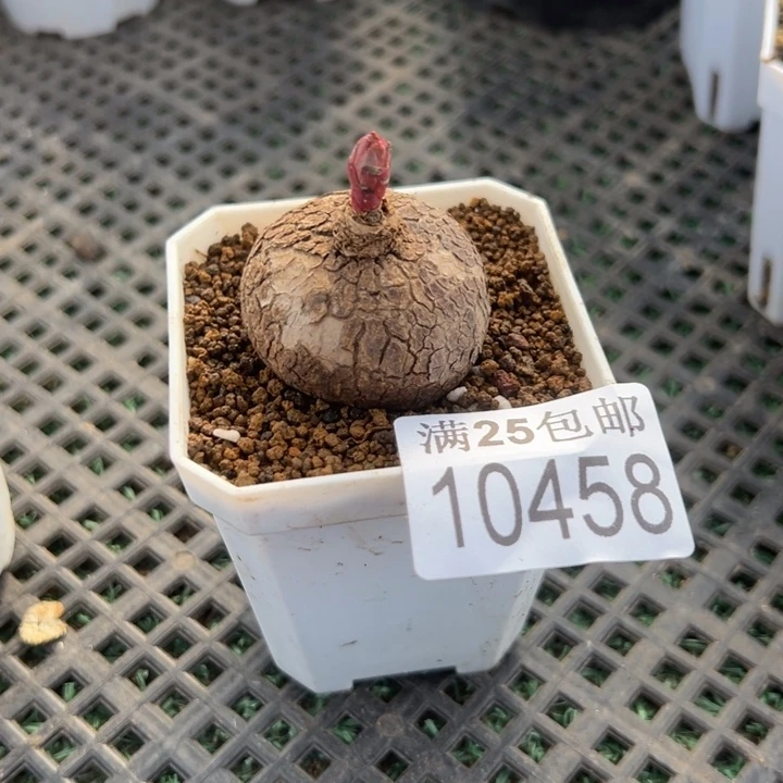 玫瑰大戟，一物一拍带盆