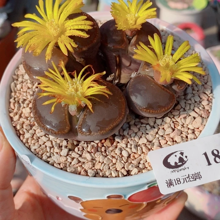 生石花花花花花花花189