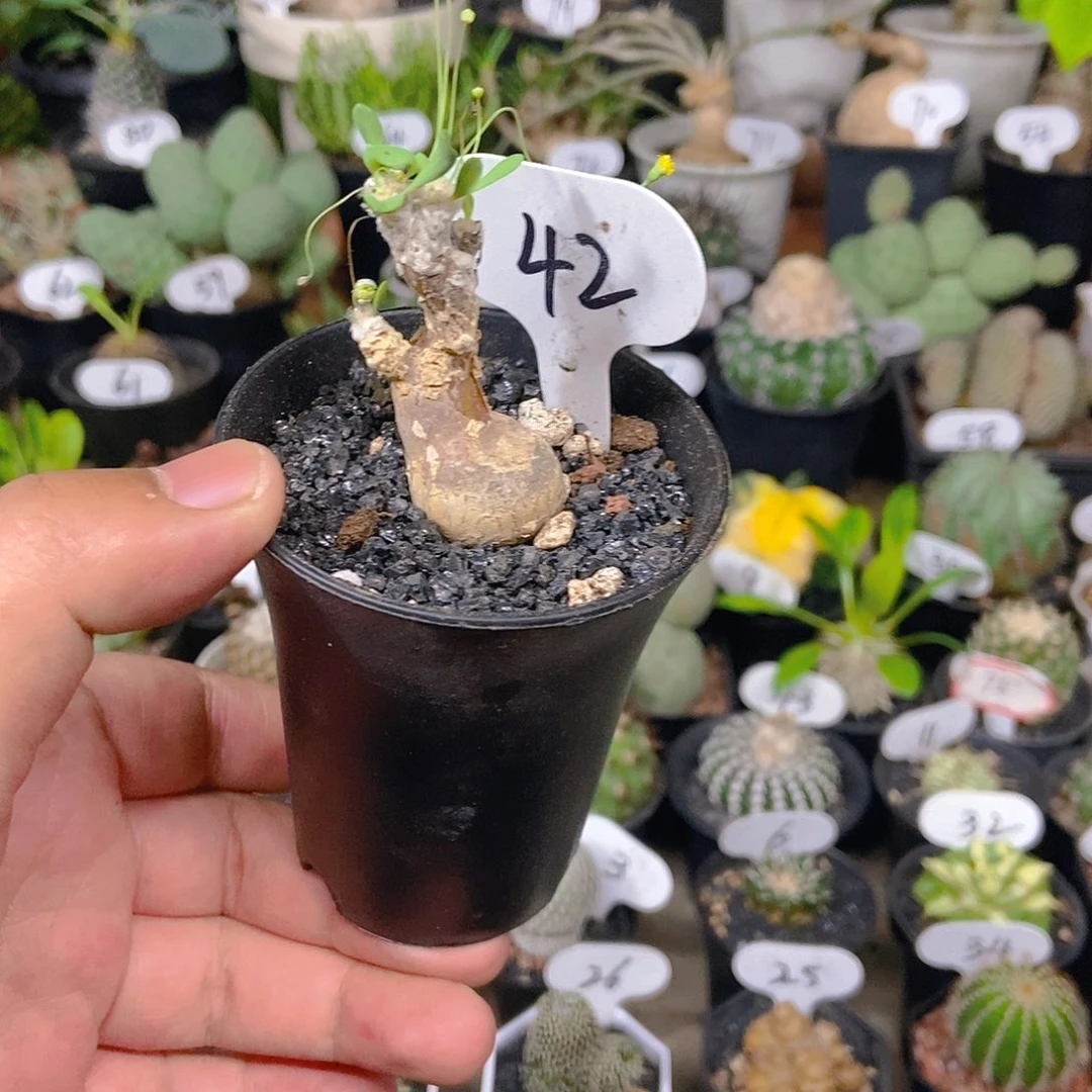 恩特美一个一物一拍