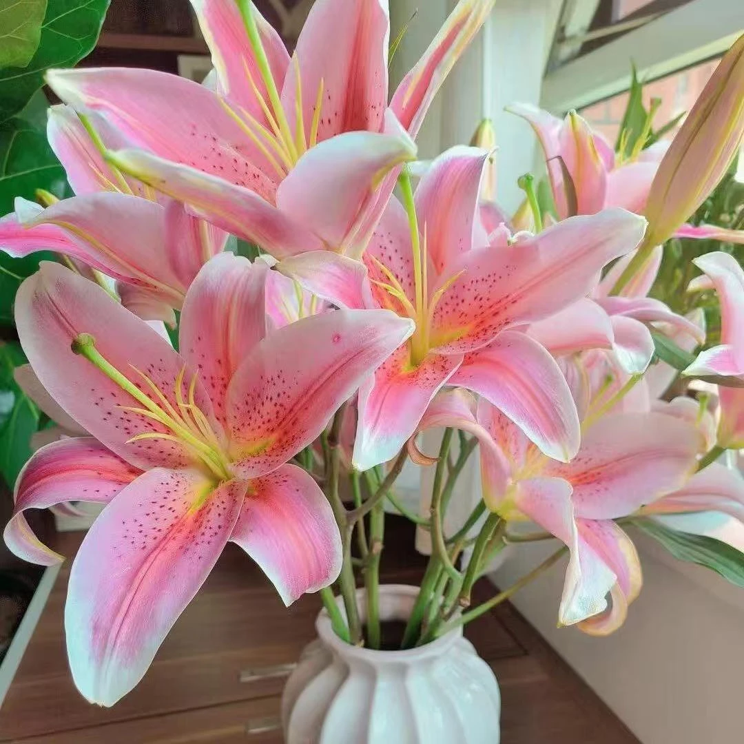 源头精选 提伯百合 一单也是批发价 包邮送货上门