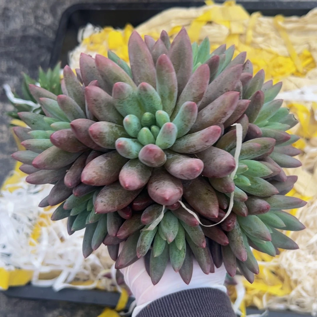 美人系列多肉植物