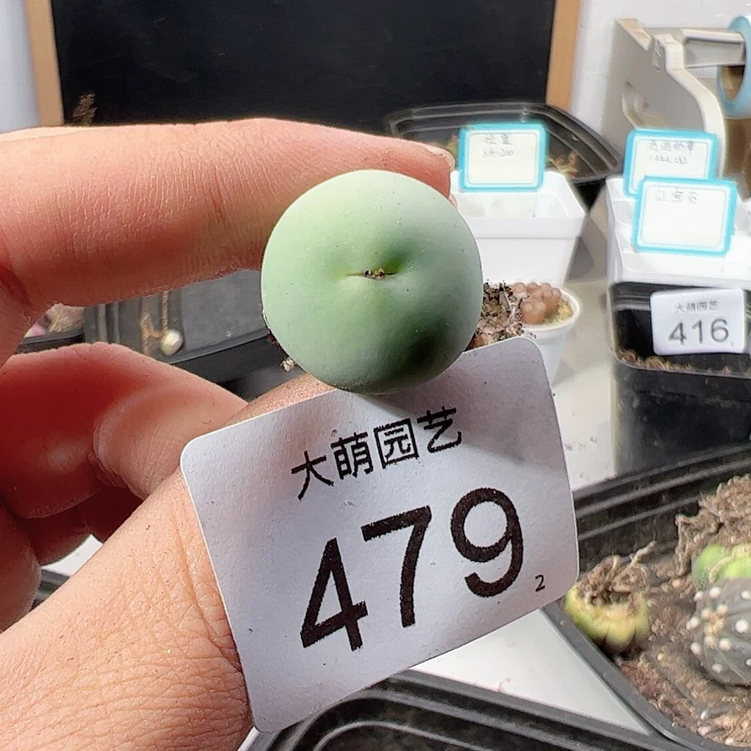 0000479 肉锥一物一拍……