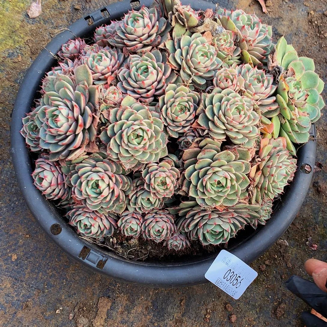 周***姐笨巴03056多肉多肉