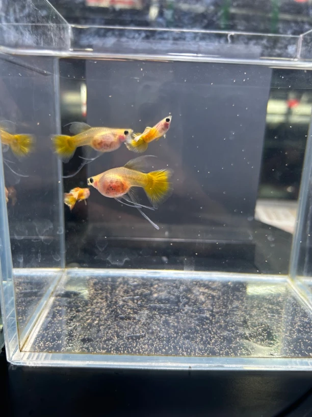 豫见水族小型热带观赏鱼孔雀鱼-黄金玻璃猫c