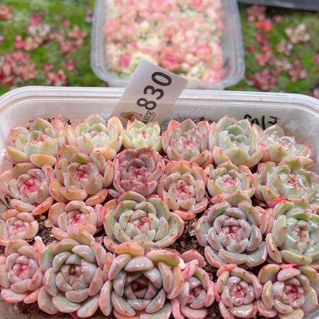 多肉植物多肉植物