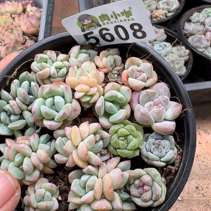 完全开放多肉植物多肉植物