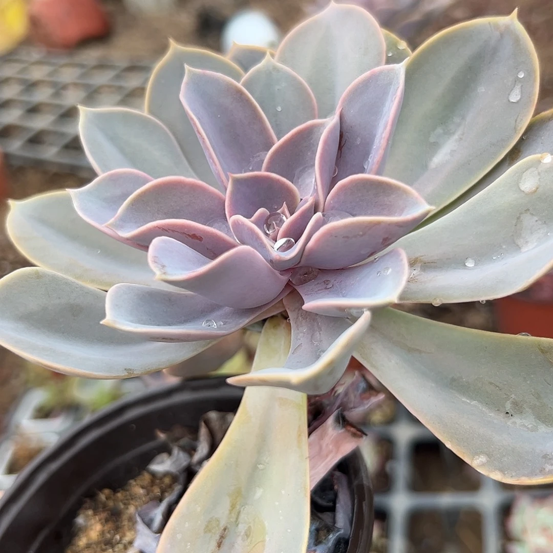 多肉植物紫珍珠单头