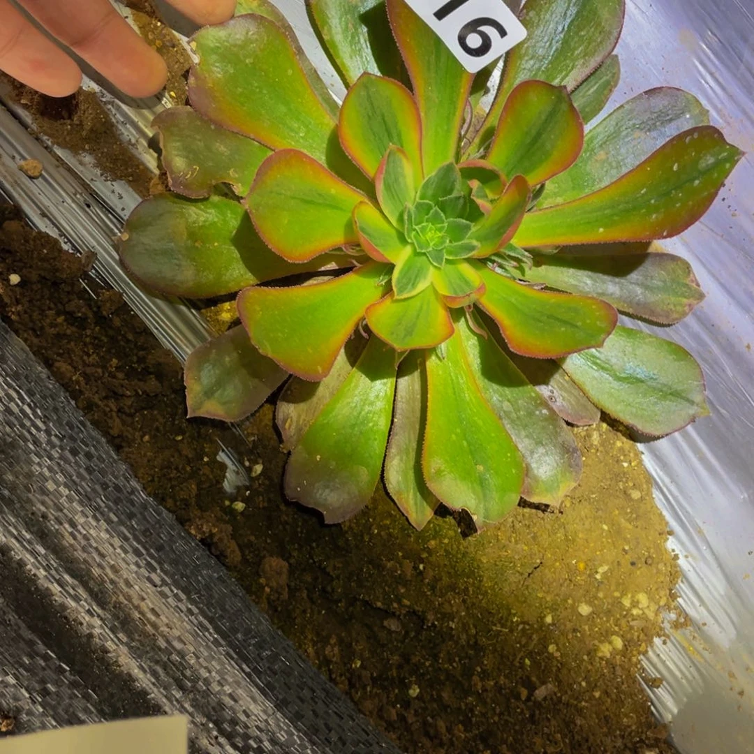 016黄光辉星光多肉