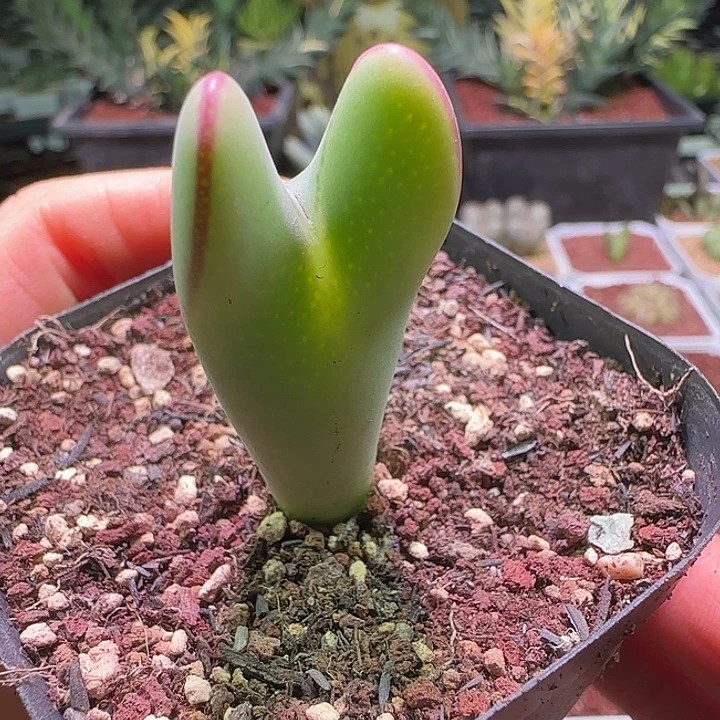 好漂亮的少将。      082