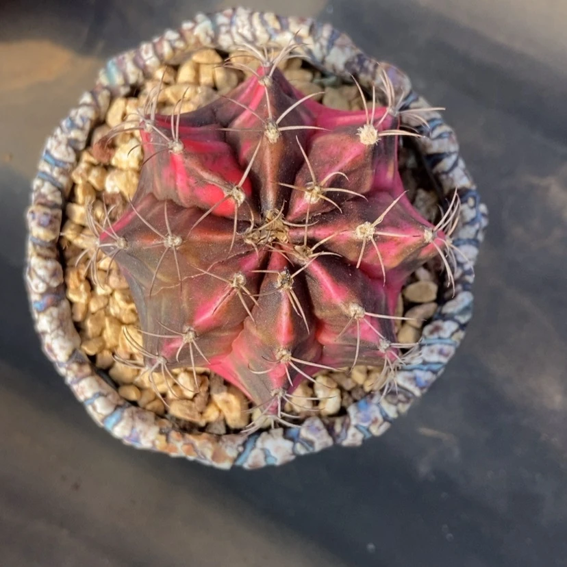 【闪购商品】仙人球