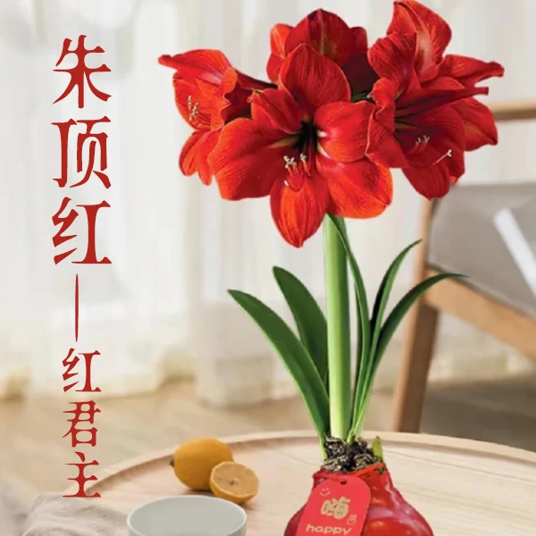 精品蜡封朱顶红（品种：红君主），不用土壤浇水施肥，新年送礼首选