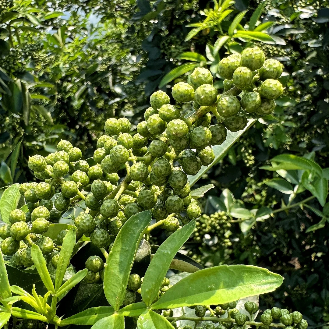 新鲜青花椒贵州深山高海拔生态种植真空包装顺丰包邮加冰袋2袋装