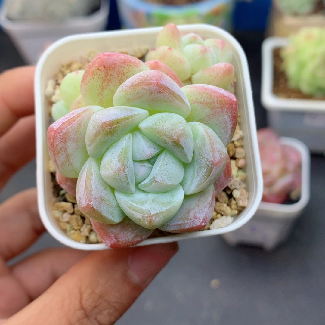 58包邮  群生不包整47