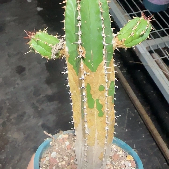 仙人球多肉植物多肉植物