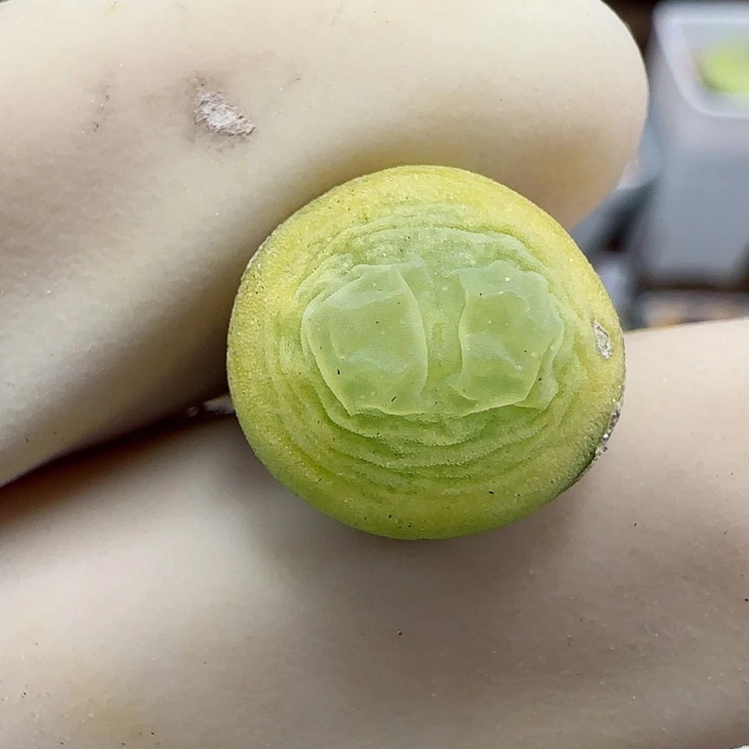 598日系大红拉登