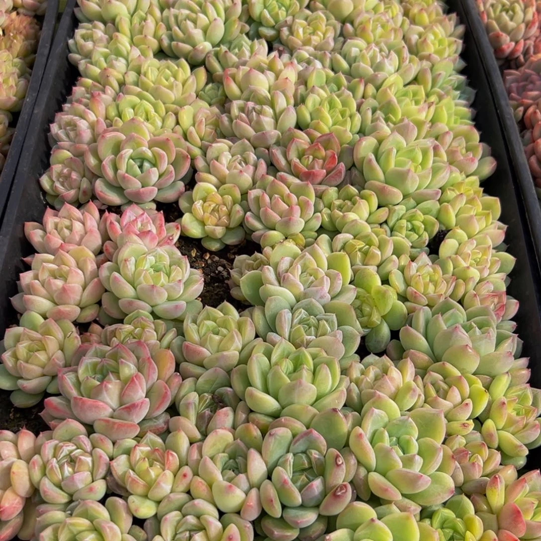 悟***悔189多肉葡萄的味道是真的