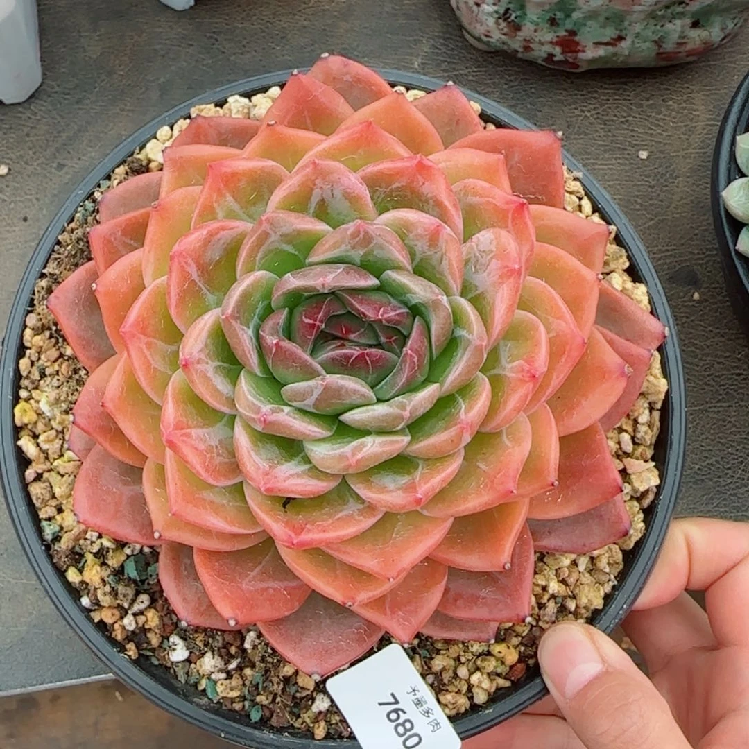 韩国东云，7680多肉植物