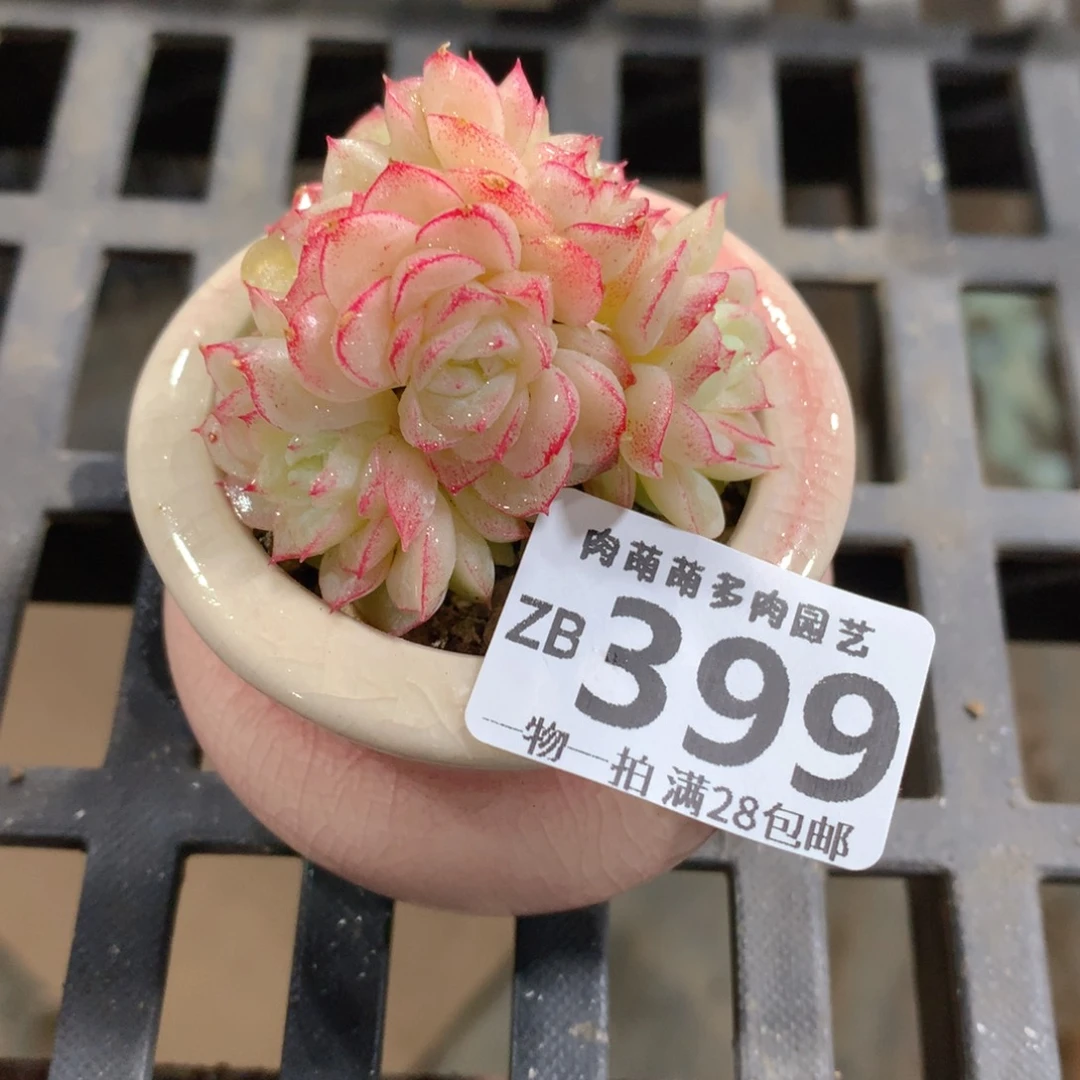 肉萌萌拇指盆精控多肉ZB399