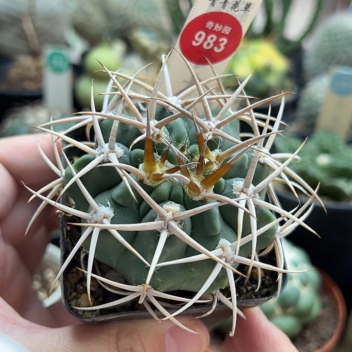 实生五十铃玉水牛角碧岩玉6.4cm