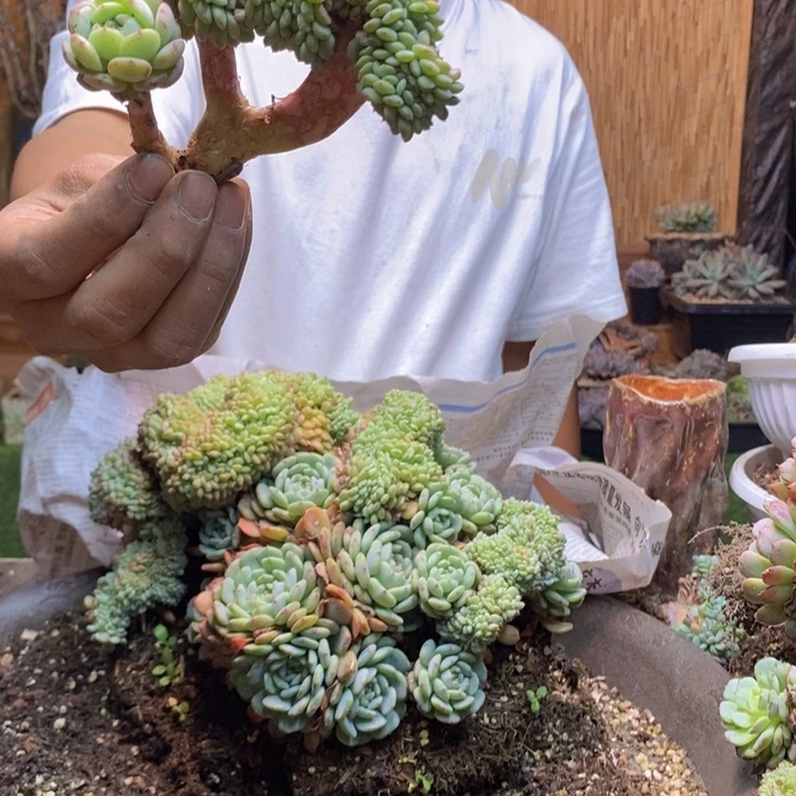 萍***子74 号白胖子多肉植物