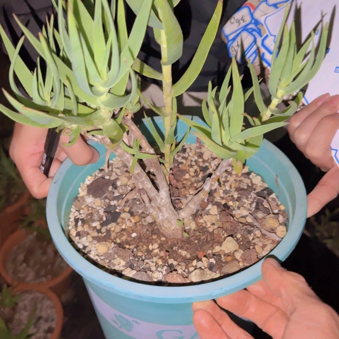 抱**芳块根植物块根植物