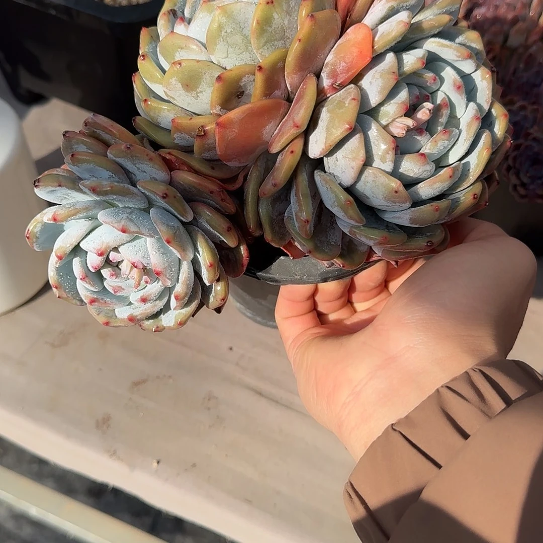 喧石榴籽 00000000