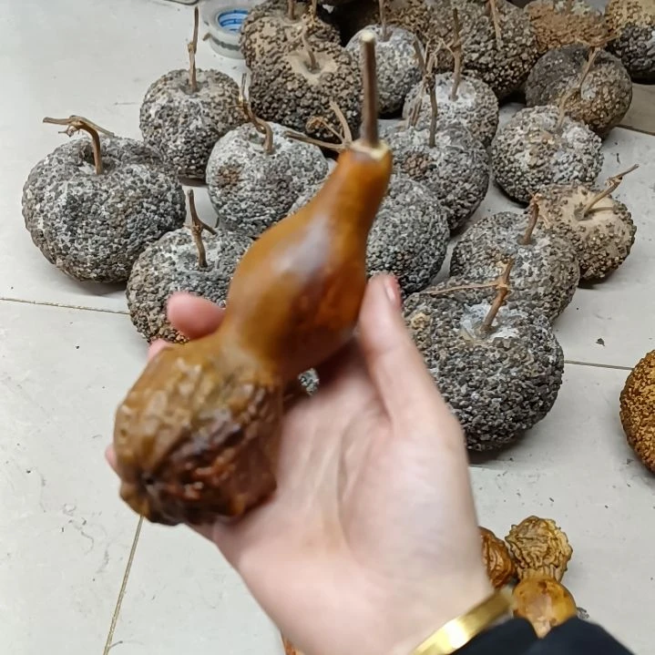 一**尘小鹤首葫芦小鹤首葫芦！！！