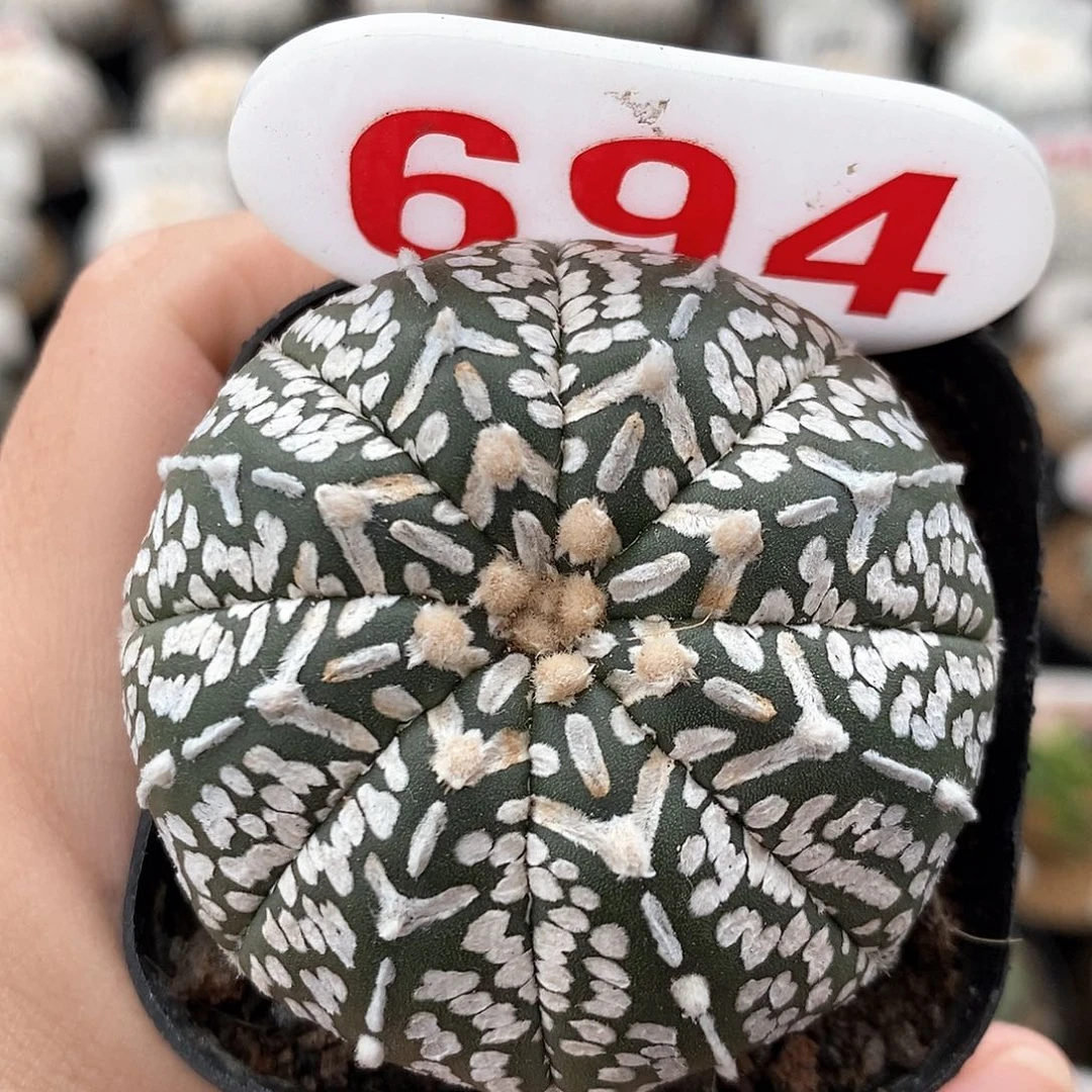 694v兜福利来啦来