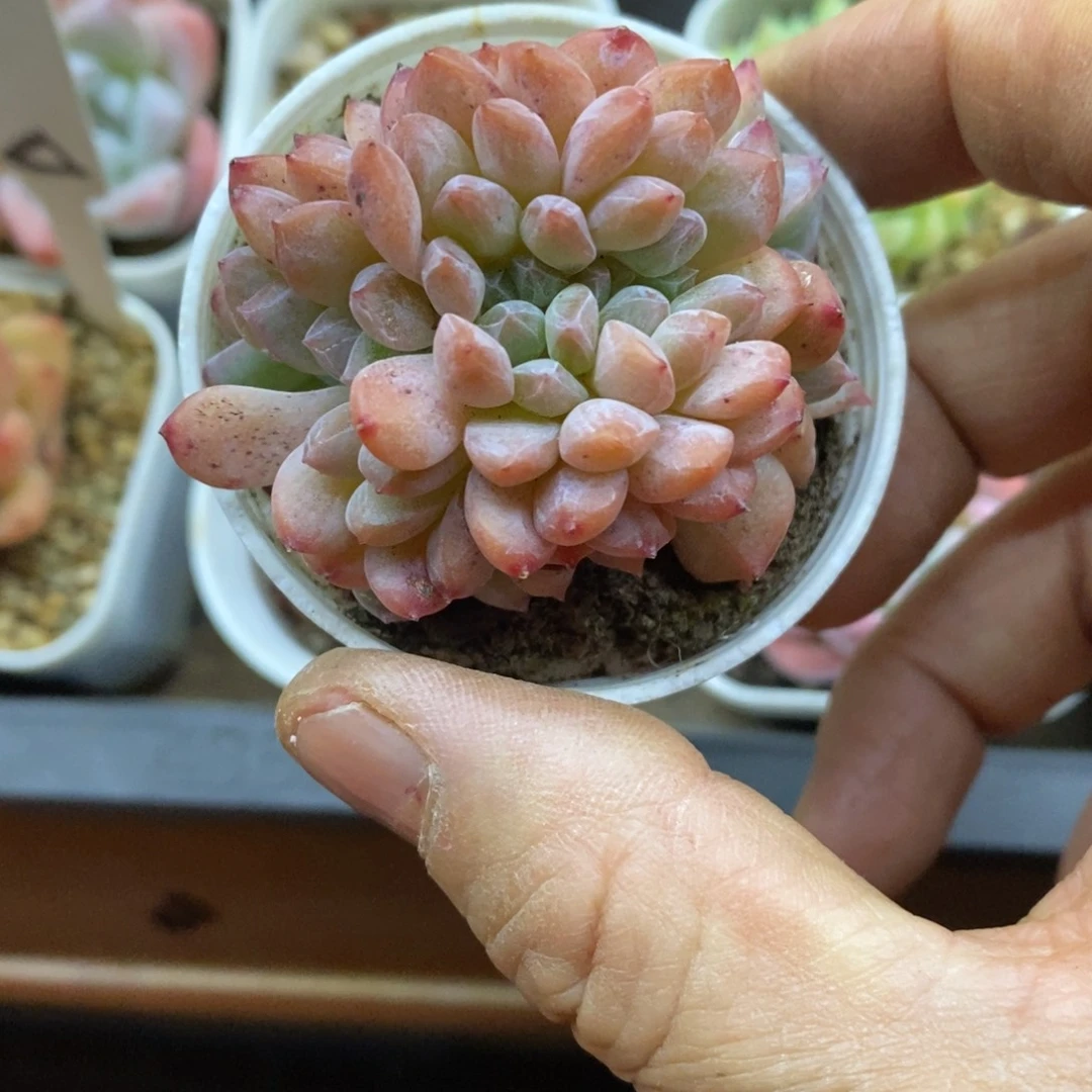 精品多肉一物拍不包整150