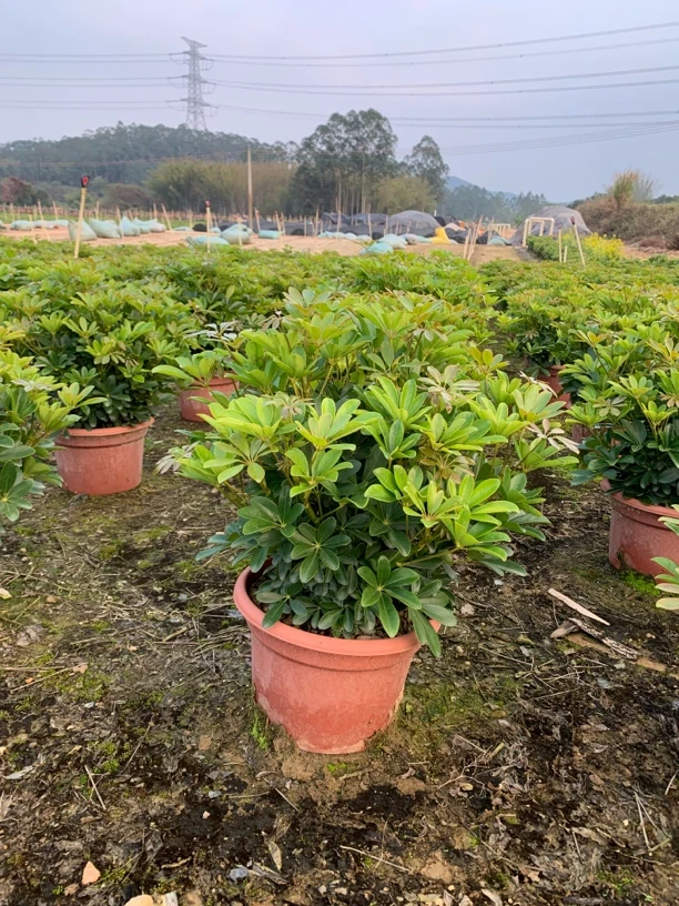 球型鸭脚木盆栽七叶莲八方来财室内客厅绿植招财树牡丹花报警