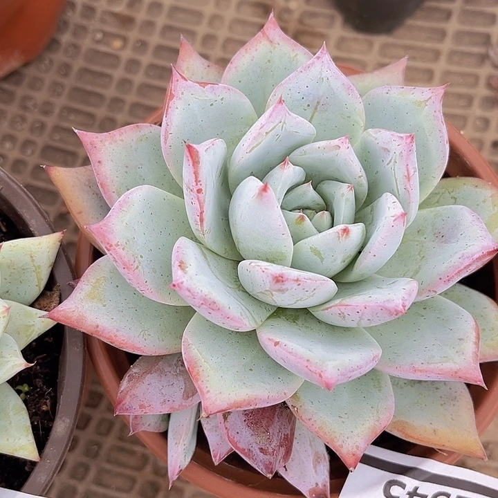 祖母绿2345多肉植物