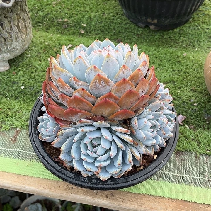 完全开放橙子六加一官服18