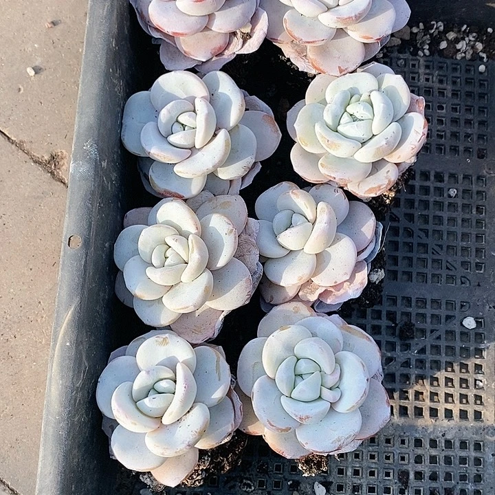 哈**！23-12号一物一拍雪