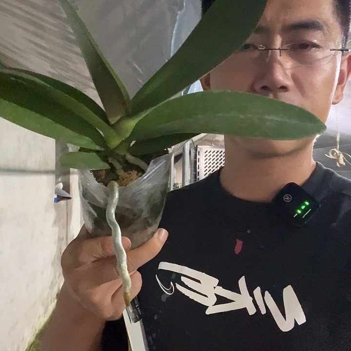 完全开放威尼斯3.0杯