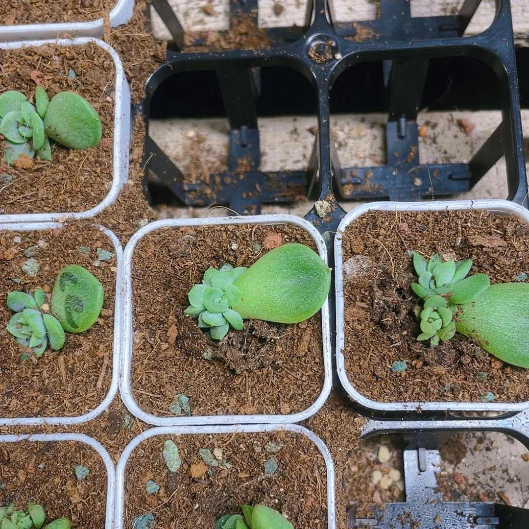 等****2CC四头2个盆一个满25包邮