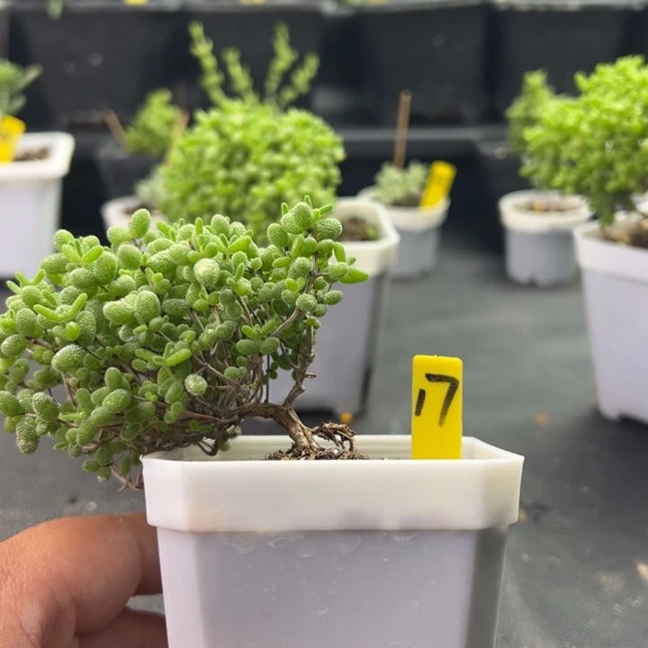 17号蜜橘悬崖桩 一物一拍