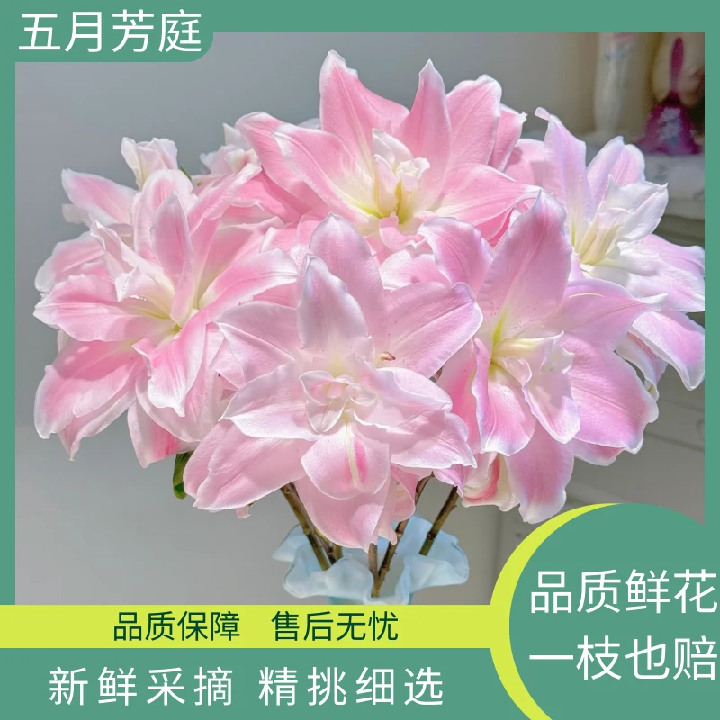 AA级精选大单头【双钻】重瓣百合