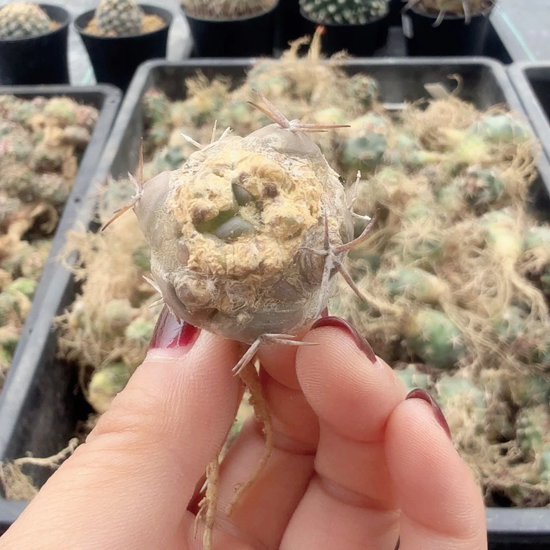 实生仙人球一颗49