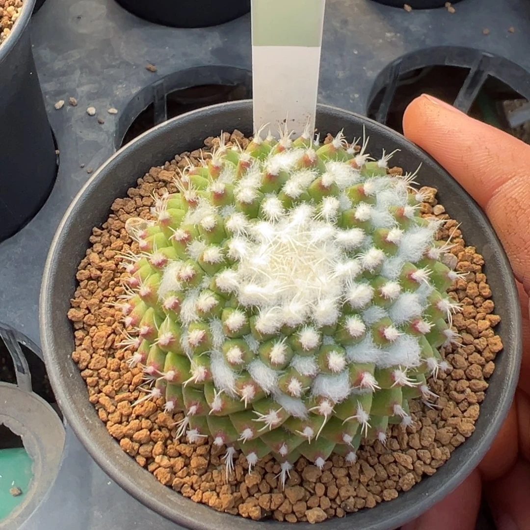 雪糕仙人球多肉植物带盆土519
