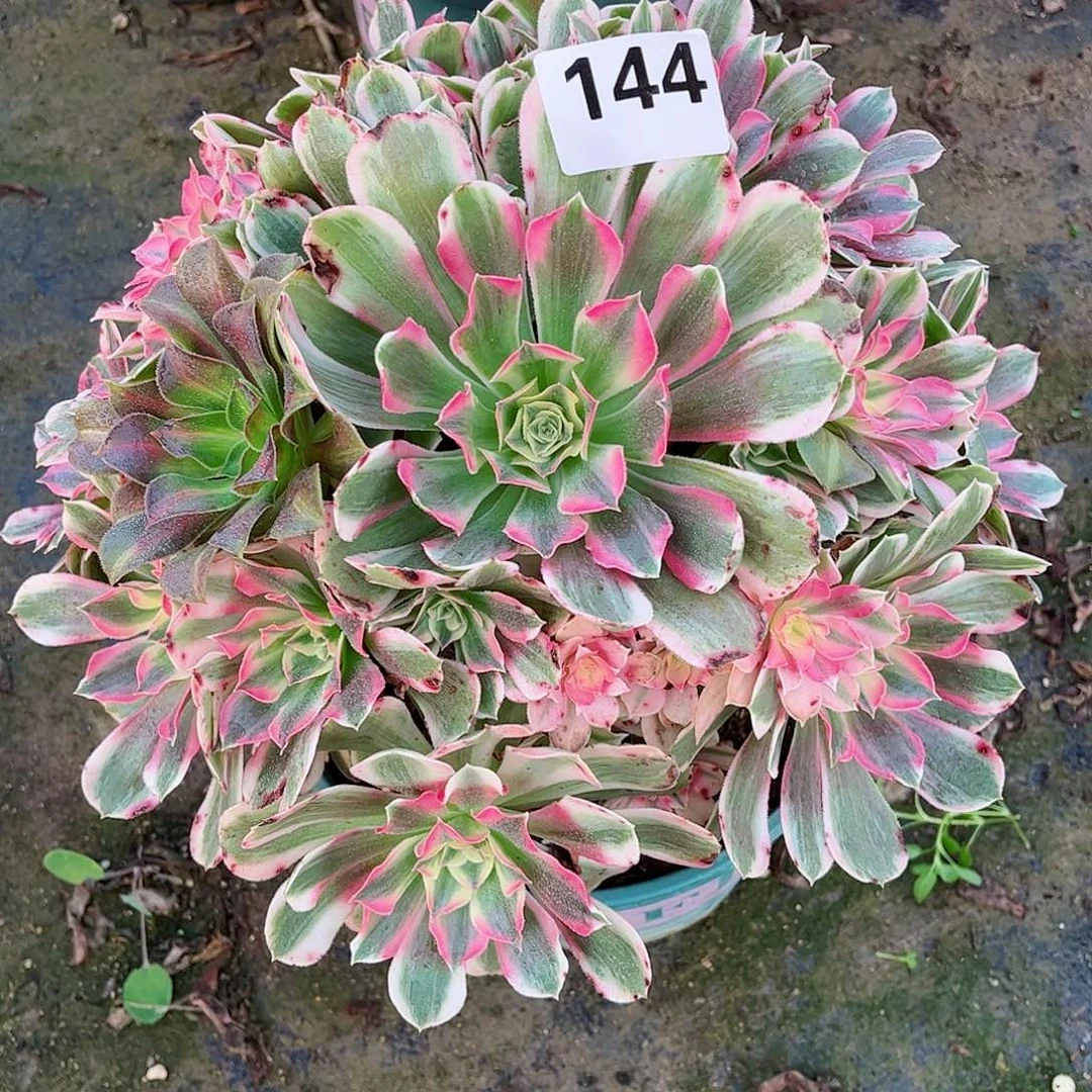 无花朵多肉植物144